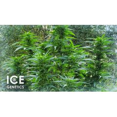 Fruit Diesel, Фасовка: 10